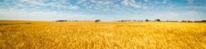 field-of-golden-wheat-under-the-blue-sky-and-clouds_725
